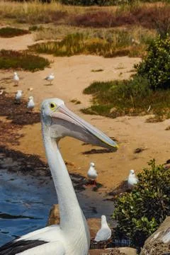 Pelicans Stock Photos