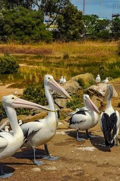 Pelicans Stock Photos