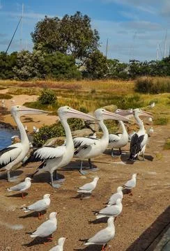 Pelicans Stock Photos