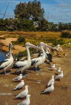 Pelicans Stock Photos