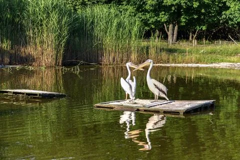 Pelicans Stock Photos