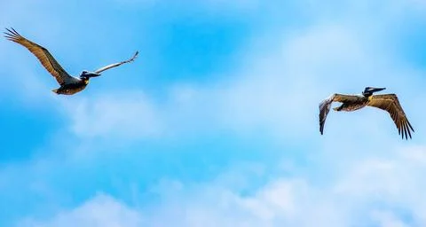 Pelicans Stockfoto's