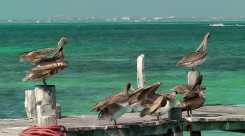 Pelicans on Pier 스톡 동영상 22541839