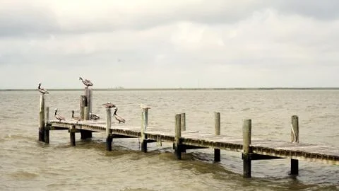 Pelicans on the Pier Stock Photos