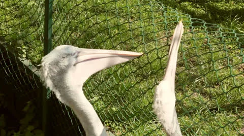 Pelicans play with a net Stock Footage 26062783