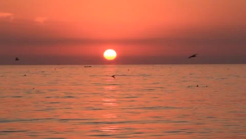 Pelicans playing on the ocean under a sunset sky Stock Footage 1126506