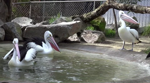 Pelicans on the Pond Stock Footage 40476872