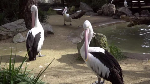 Pelicans on the Pond Stock Footage 40477498