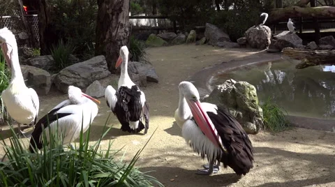 Pelicans on the Pond Stock Footage 40478794