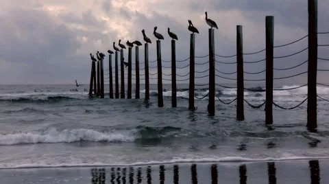 Pelicans on Posts at Ocean, Storm approaching Stock Footage 48643861
