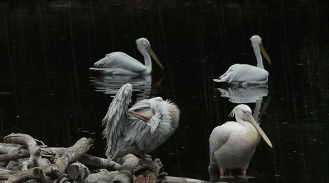 Pelicans on the rain Stock-Footage 878983
