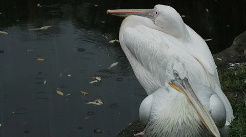 Pelicans on the rain Stock Footage 879079