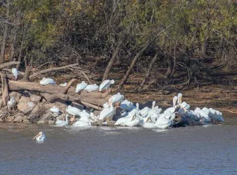 Pelicans on Red River Stock Photos