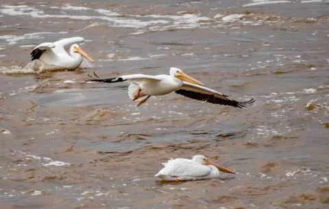 Pelicans in Red River Stock Photos