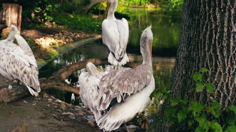 Pelicans rest gracefully in a pond Stock Footage 293684522