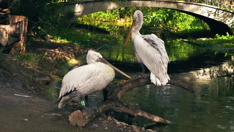 Pelicans rest gracefully in a pond Stock Footage 293684634