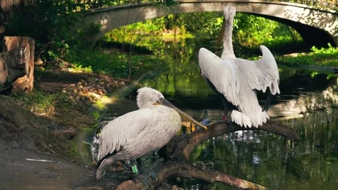 Pelicans rest gracefully in a pond Video stock 293684668