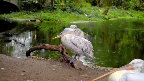 Pelicans rest gracefully in a pond Stock Footage 297785903