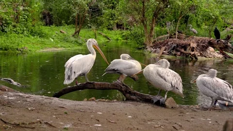 Pelicans rest gracefully in a pond Stock Footage 297844554