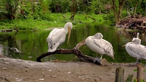 Pelicans rest gracefully in a pond Video stock 297844843