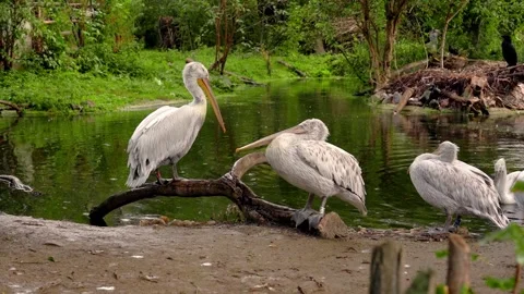 Pelicans rest gracefully in a pond Stock Footage 297846272