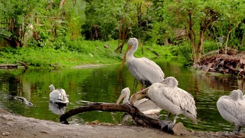 Pelicans rest gracefully in a pond Video stock 297846611