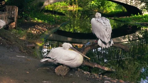 Pelicans rest gracefully in a pond Video stock 297847697