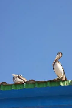 Pelicans at Rest Foto stock