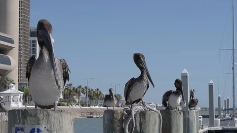 Pelicans resting at the dock Stock Footage 95486553