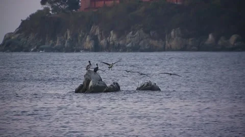 Pelicans resting on rock Stock Footage 61084885
