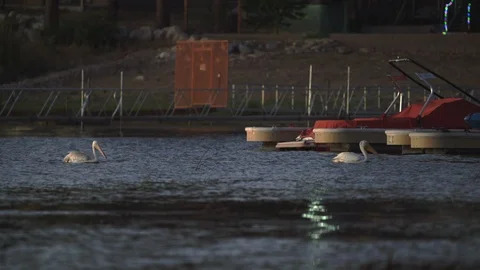 Pelicans return home after day on lake, passing through boat docks Stock Footage 114633956