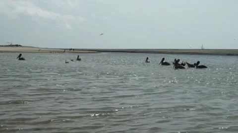 Pelicans in a river Stock Footage 45480377