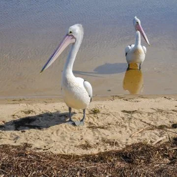 Pelicans at the River Stock Photos