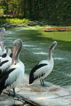 The Pelicans by the River Stock Photos
