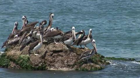 Pelicans On Rock 스톡 동영상 2974399