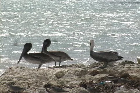 Pelicans on rocks Stock Footage 20724884