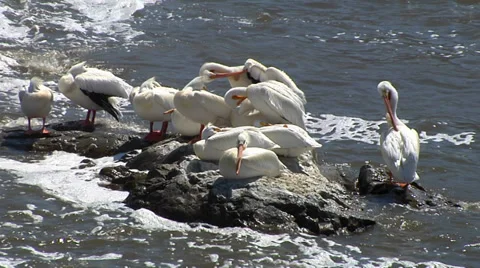 Pelicans on Rocks Vidéo 31552928