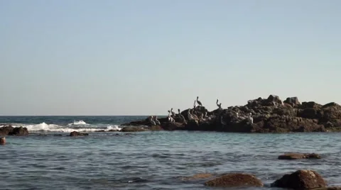 Pelicans on the rocks Video stock 45994201