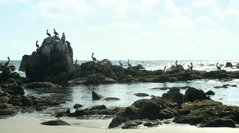 Pelicans on the rocks Stock-Footage 46414151