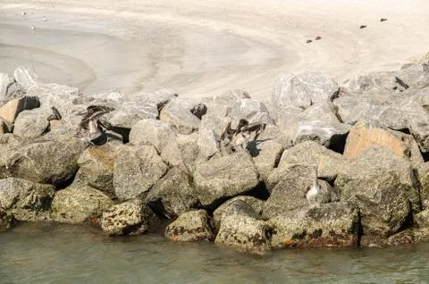 Pelicans on rocks Stock Photos