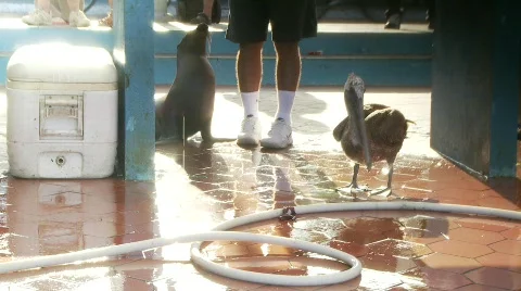 Pelicans runaway market Stock Footage