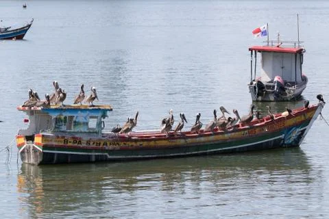 Pelicans on a rustic boat Foto stock