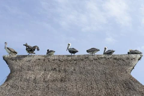 Pelicans on a rustic rooftop by the sea Stock Photos