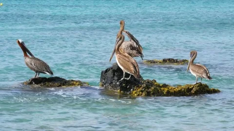 Pelicans at the sea Stock Footage 72210101