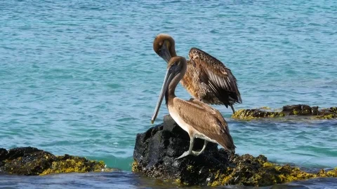 Pelicans at the sea Stock Footage 72242034