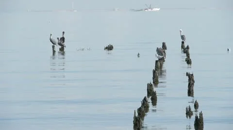 Pelicans, Seagulls on rotting pier posts 스톡 동영상 10755085