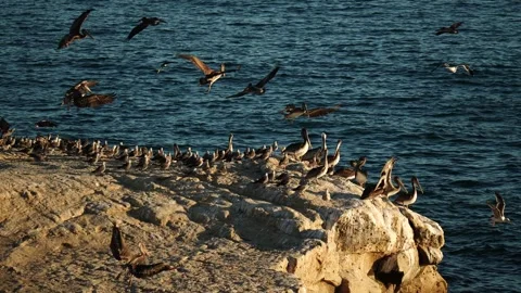 Pelicans on the seashore. Vídeos de archivo 314359083
