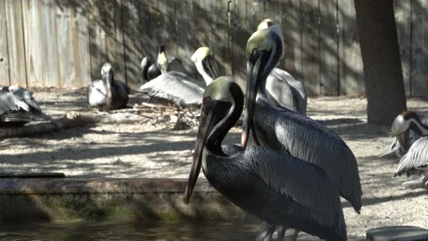 Pelicans side by side at bird sanctuary Stockbeeldmateriaal 166114124