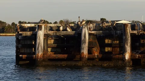Pelicans sitting dock piling Stock Footage 109218377