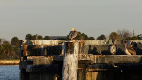 Pelicans sitting on dock piling Stock Footage 109222450